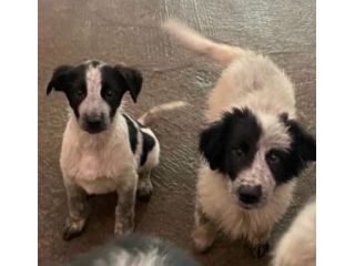 CUCCIOLI 3 MESI taglia media grande SONO IN CANILE