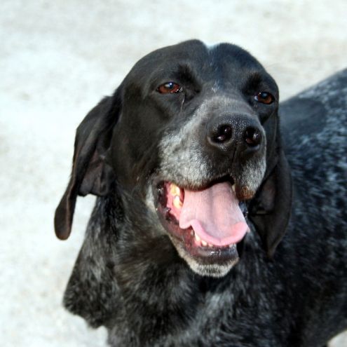 ATHOS, dolcissimo bracco tedesco - Foto 2