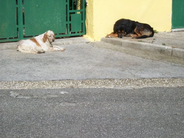 GORO E PIRU', splendidi cani in pericolo! - Foto 3