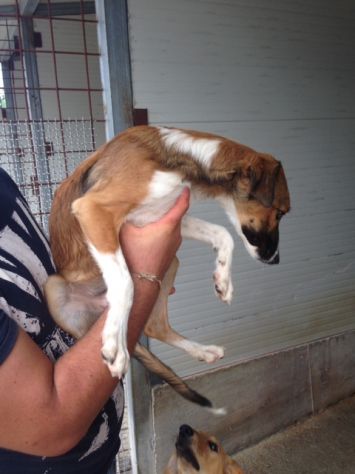PACO, dolcissimo cucciolotto cerca casa! - Foto 5
