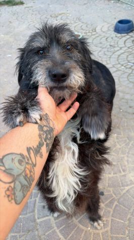 Barbetto spinone cerca famiglia