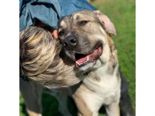 RIO AMOREVOLE E SOCIEVOLE CANE IN ADOZIONE