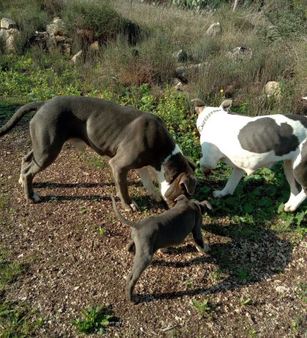 Cuccioli Amstaff Blu con pedigre ENCI in Puglia - Foto 2