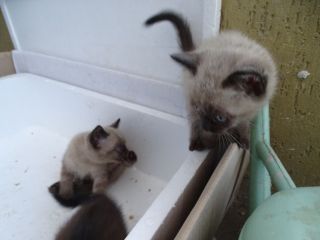 Gattini
