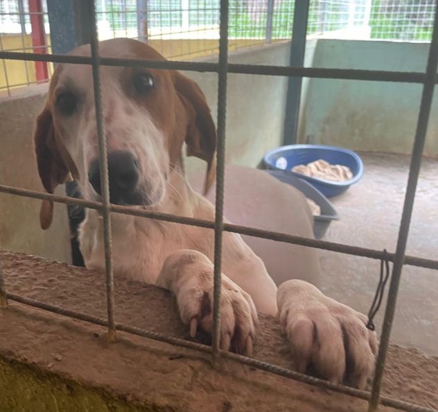 GIORGIO 2 ANNI BRACCO POINTER - Foto 6