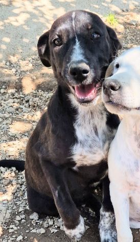 SALVIAMO BRUNELLA DAL CANILE! - Foto 5
