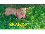 BRANDY, WHISKY E FEDEZ, tre dolcezze in cerca di casa