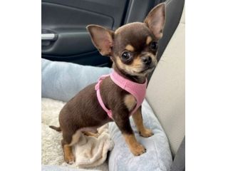 CHIHUAHUA TOY CUCCIOLI - pag- agevolato