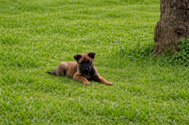 Cuccioli di Pastore Belga Malinois con pedigree - Foto 3