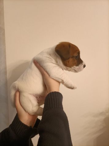 Broken Jack Russell Terrier - Foto 5