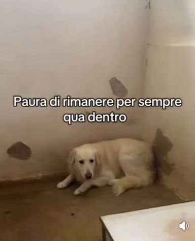 GERONIMO imprigionato senza colpa CANE IN ADOZIONE - Foto 7
