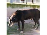 Nero tg media non giovane..negli occhi la rassegnazione di morire in canile SUD