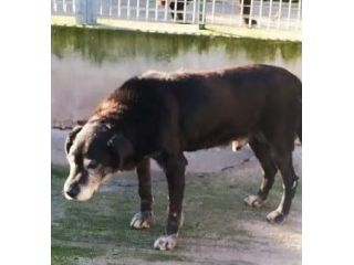 Nero tg media non giovane..negli occhi la rassegnazione di morire in canile SUD