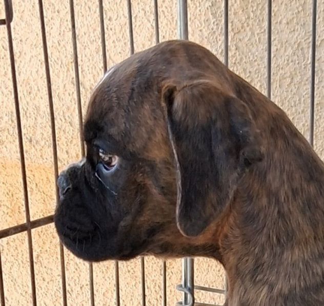 boxer cuccioli