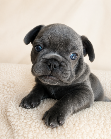 Ultime 2 cucciole di Bulldog Francese disponibili. - Foto 7