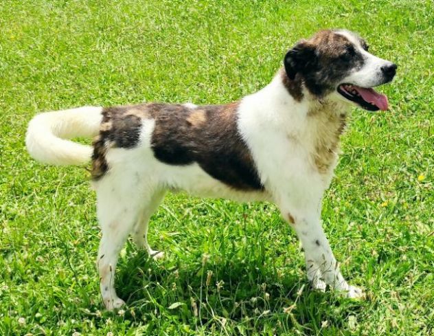 DOC LA DOLCEZZA, cane in adozione - Foto 7