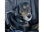 Loky 13ANNI A FINE GIUGNO FINISCE IN CANILE! MILANO SOS MIRACOLO