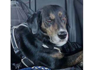 Loky 13ANNI A FINE GIUGNO FINISCE IN CANILE! MILANO SOS MIRACOLO