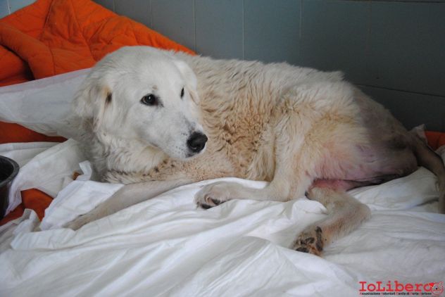 BIANCA, adozione del cuore - Foto 6