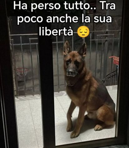 Pastore Tedesco adulto IN BALCONE SOLO! SALERNO URGENTE