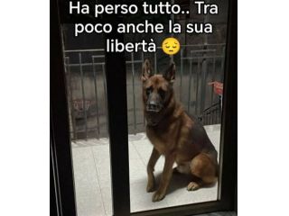 Pastore Tedesco adulto IN BALCONE SOLO! SALERNO URGENTE