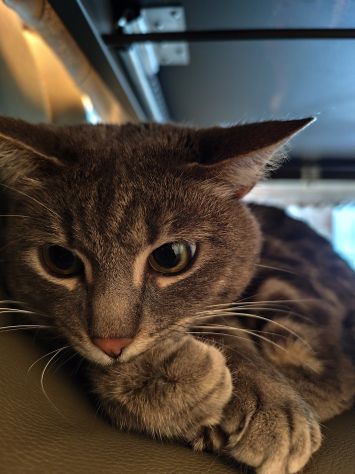 Cat e Dogsitter Zola- Casalecchio