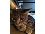 Cat e Dogsitter Zola- Casalecchio