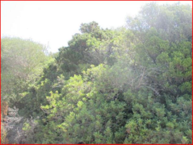 Immobile in asta di 20085 m² in vendita a Viddalba - Foto 7