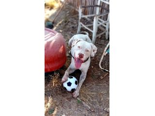 DOGO/PITBULL INCR., BLANCO, 1 ANNO E MEZZO, ABBANDONDATO