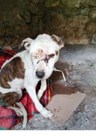 Pitbull adulta mollata 4anni fa,1occhio cieco, rinata,BUONISSIMA!CREMONA - Foto 9