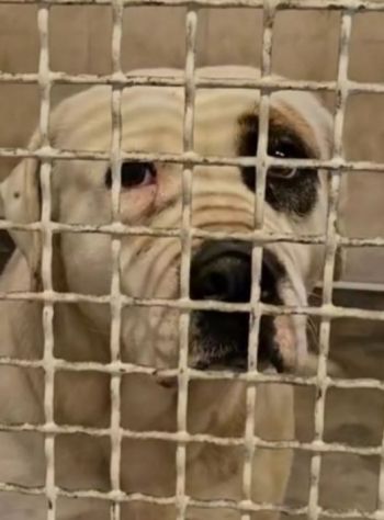 BLOOM AFFETTUOSA CAGNOLONA IN ADOZIONE - Foto 4