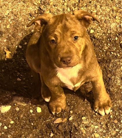 CUCCIOLA PITBULL MOKA 2 MESI IN CANILE - Foto 3