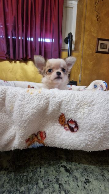 Cuccioli di chihuahua - Foto 4