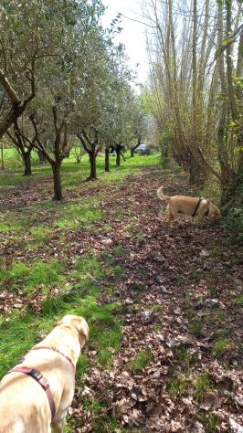 Vendo terreno con olivi grandi e piante da frutto - Foto 2