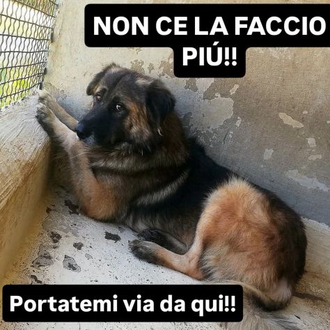 LUPO SPLENDIDO PT, CANE IN ADOZIONE - Foto 4