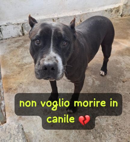 NONNA ESTIA PITBULL 11 ANNI - Foto 2