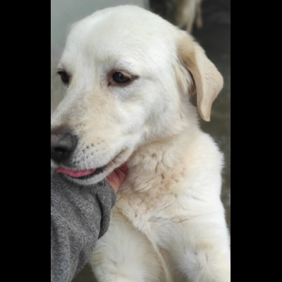 CATERINA CAGNOLINA SIMIL LABRADOR IN ADOZIONE