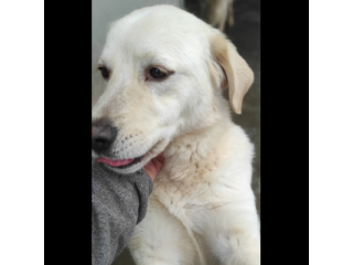 CATERINA CAGNOLINA SIMIL LABRADOR IN ADOZIONE