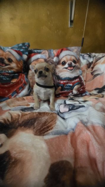 Chihuahua cuccioli toy - Foto 4
