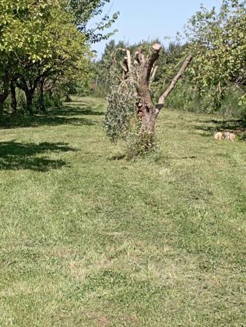 Terreno agricolo in vendita a La Vettola - Pisa 3650 mq Rif: 1275725 - Foto 6