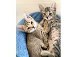 Adorabili gattini in adozione!