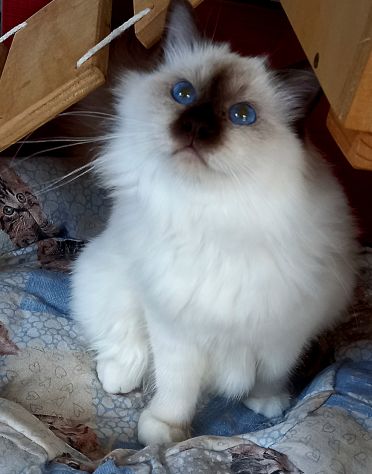 Animali - Foto 2