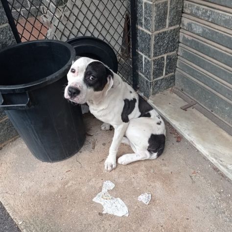 PITBULL MASCHIO IN STRADA - Foto 2