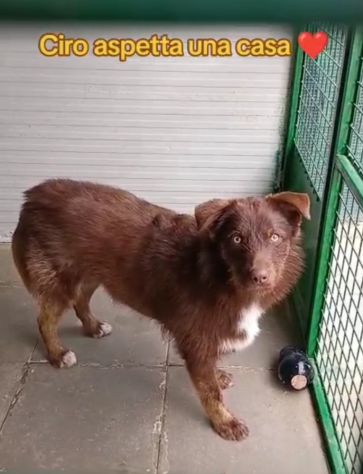 3anni mix spinoncino occhi ambra bellissimo finito in canile..buon carattere SUD - Foto 4