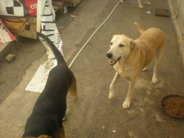 COMUNE, dolce mix labrador URGENTE - Foto 5