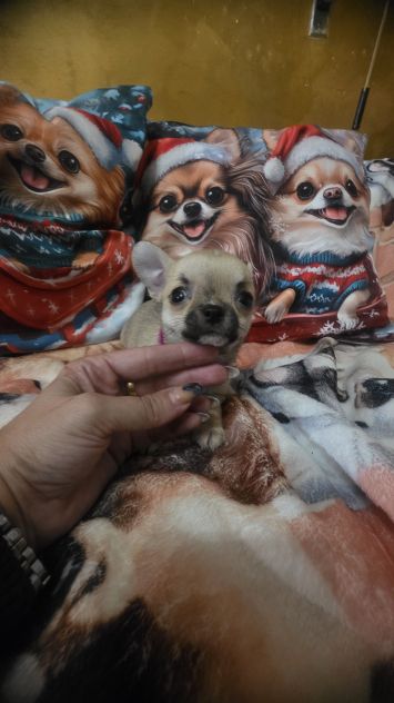 Chihuahua piccoli - Foto 2