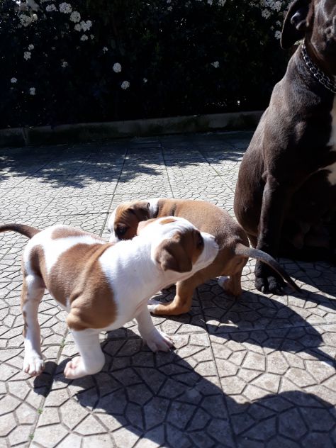 ALLEVAMENTO E CUCCIOLI AMSTAFF IN BASILICATA - Foto 7