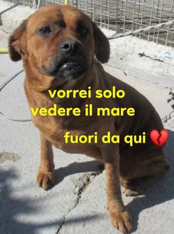 LISA sui 3anni timida, ma buona! SUD