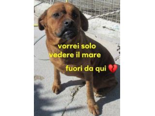 LISA sui 3anni timida, ma buona! SUD