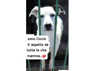 CICCIO 4 ANNI taglia media